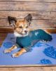 Dog Helios 'Rufflex' Mediumweight 4-Way-Stretch Breathable Full Bodied Performance Dog Warmup Track Suit