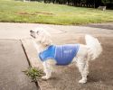 Pet Life Active 'Aero-Pawlse' Heathered Quick-Dry And 4-Way Stretch-Performance Dog Tank Top T-Shirt